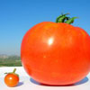 exceed client expectations and deliver more