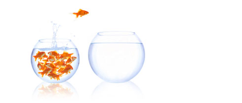 goldfish taking action